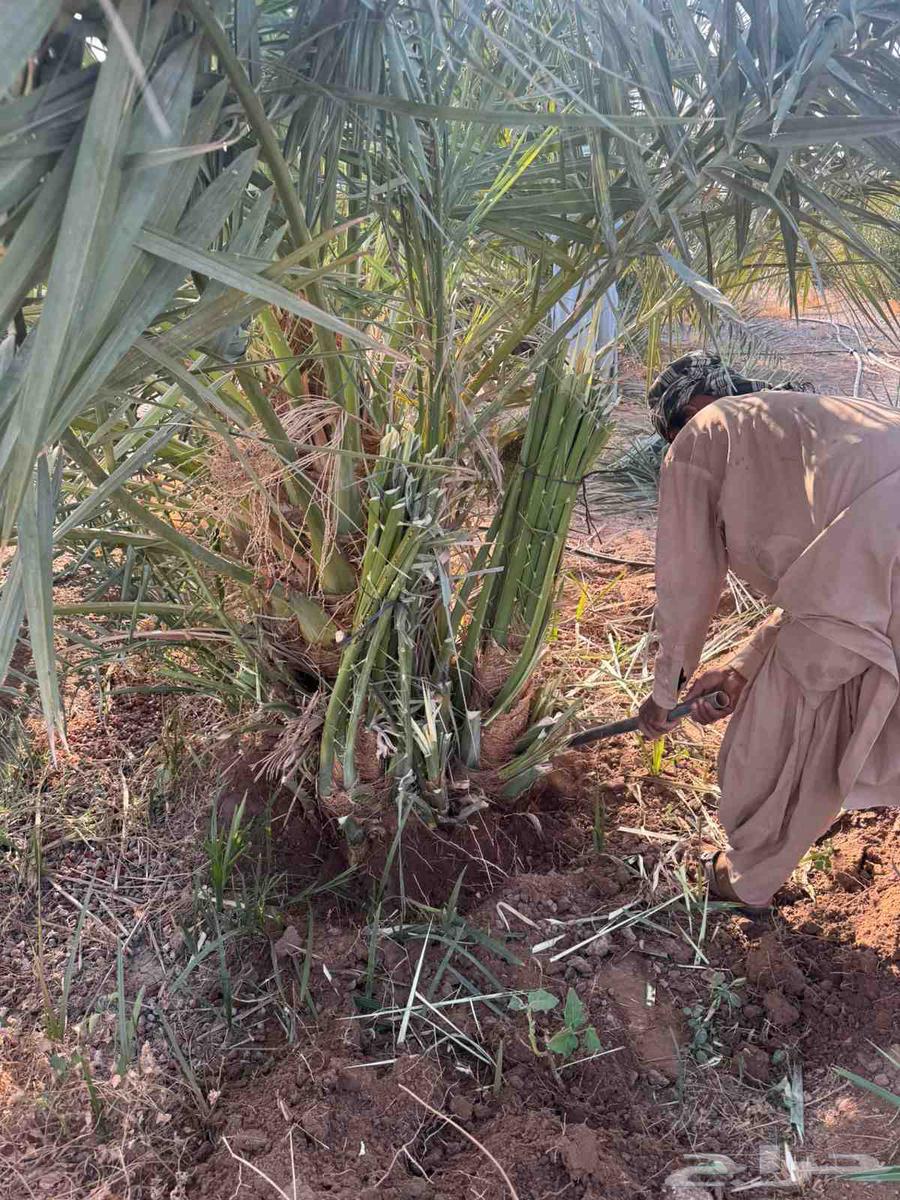 يوجد لدينا جميع انواع انخيل وقلع وغرس وتركيب جميع انواع اشبو64244831741826110