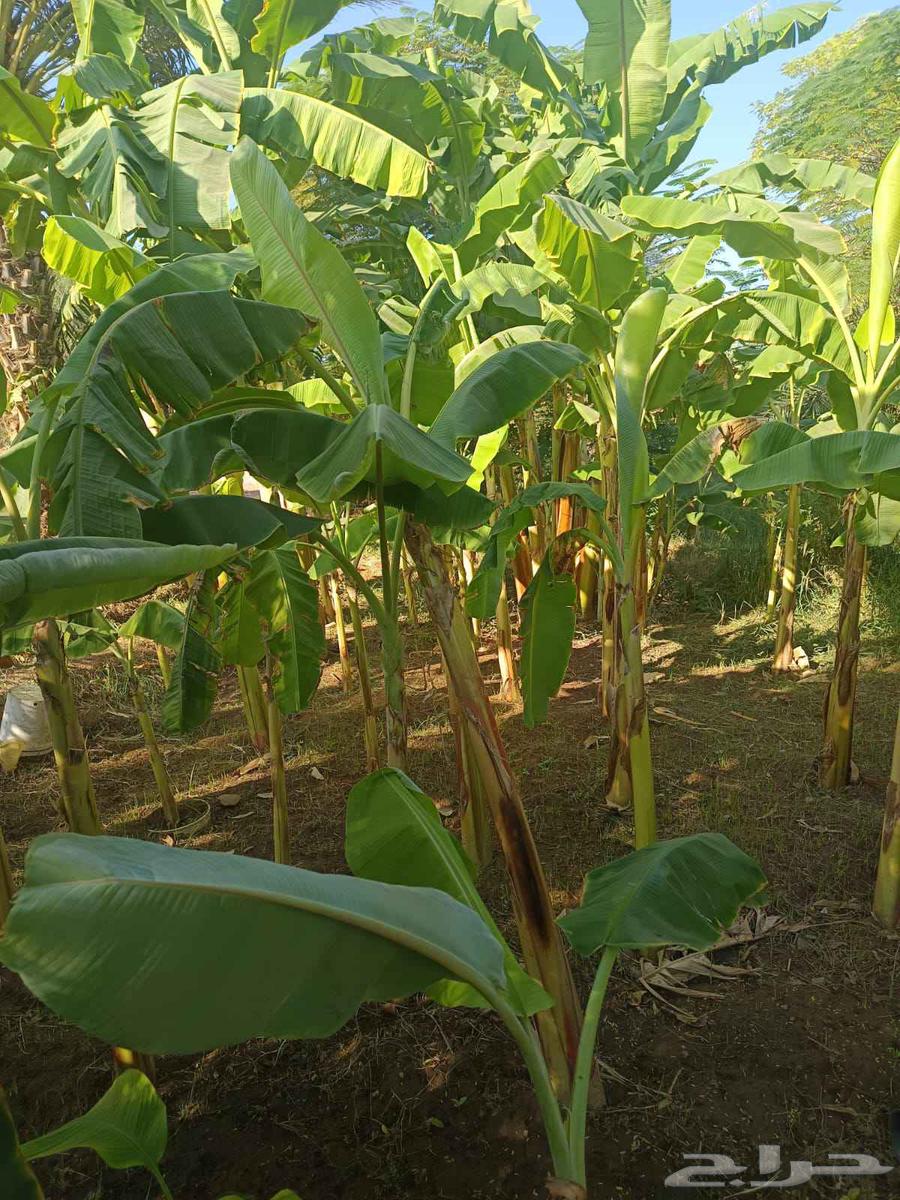 زراعة الحدائق المنزلية64241847208066110