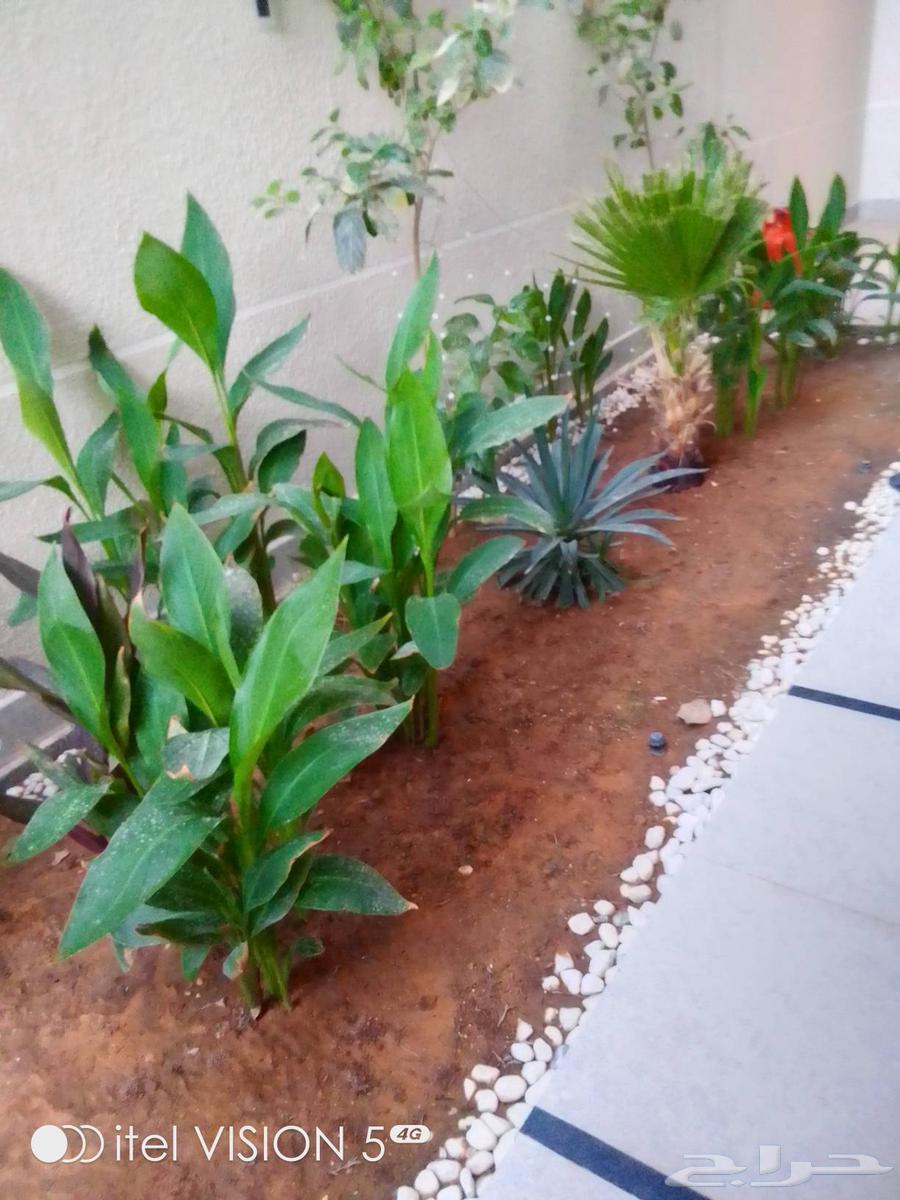 تنسيق حدائق بنواعها64241486276993113