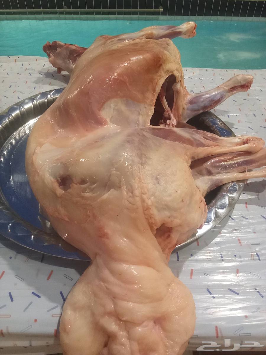 معلم مشويات أبو حميد64241147029633111