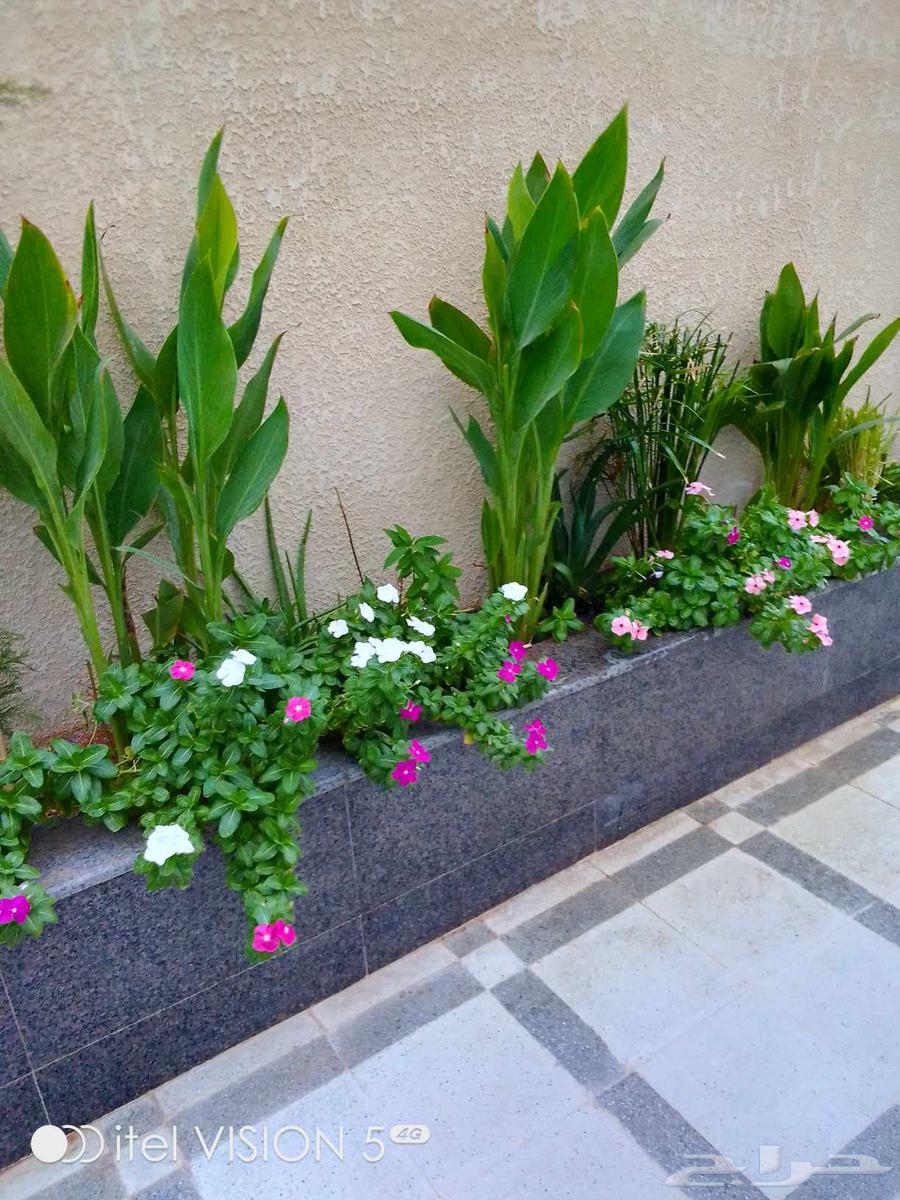 تنسيق حدائق بنواعها64241486276993114