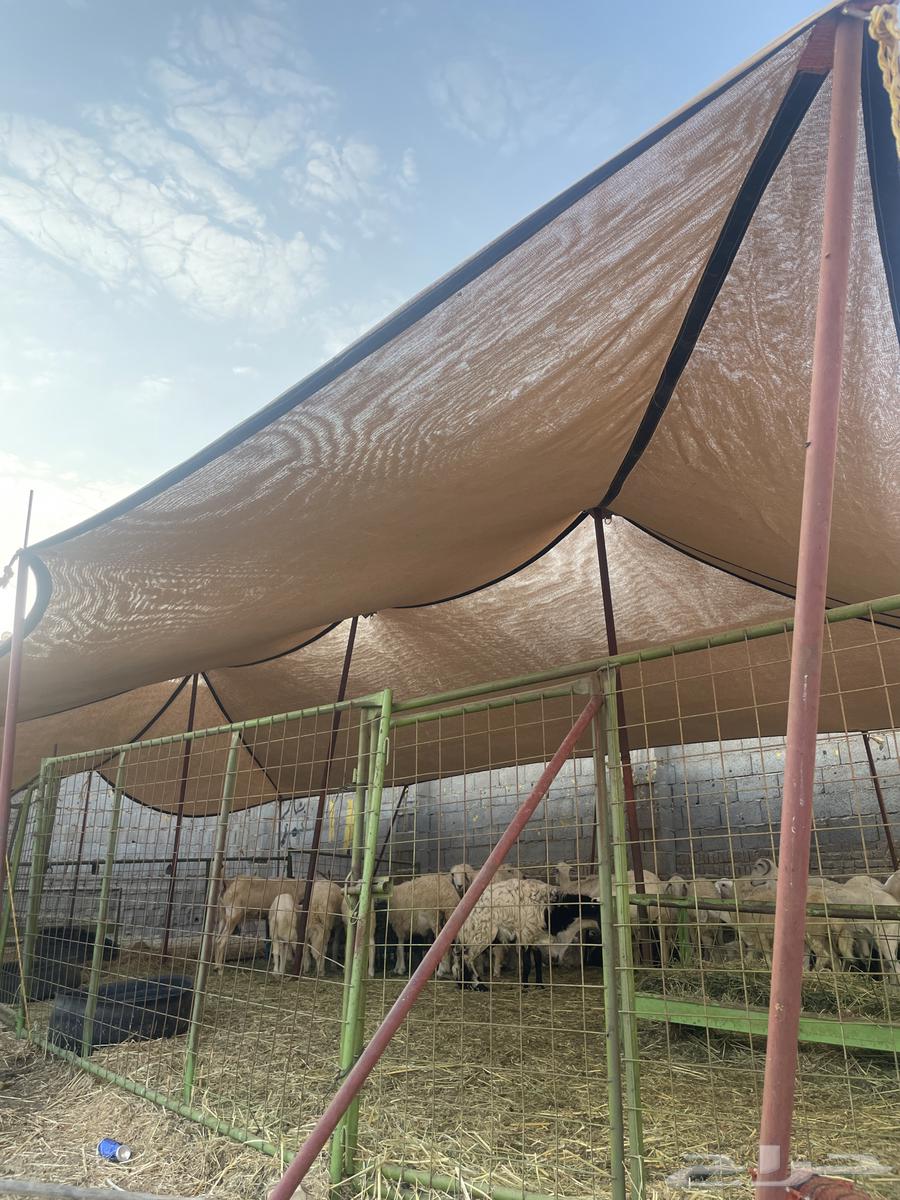 شبوك اغنام جاهزه للايجار شمال جده على طريق عسفان64240460105986112