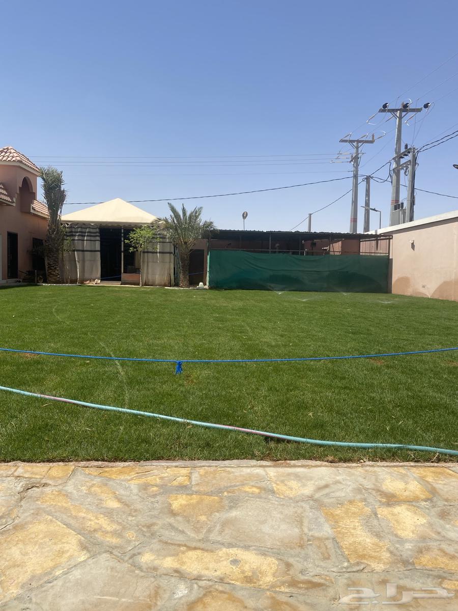 Natural Grass Supply and Installation64270060366978114