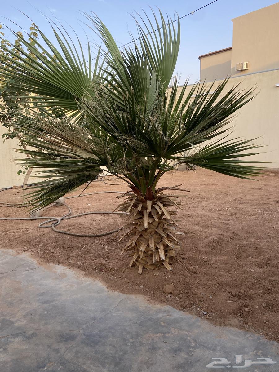 نخل واشنطن العدد2 على السوم64244834510595111