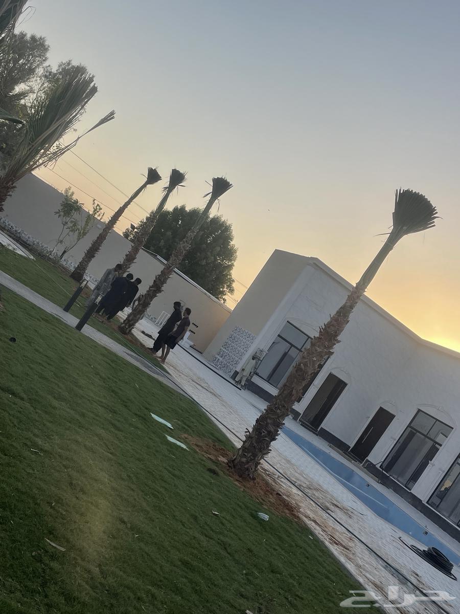 نخيل واشنطن للبيع بجميع انوواع المقاسات64241844078723112