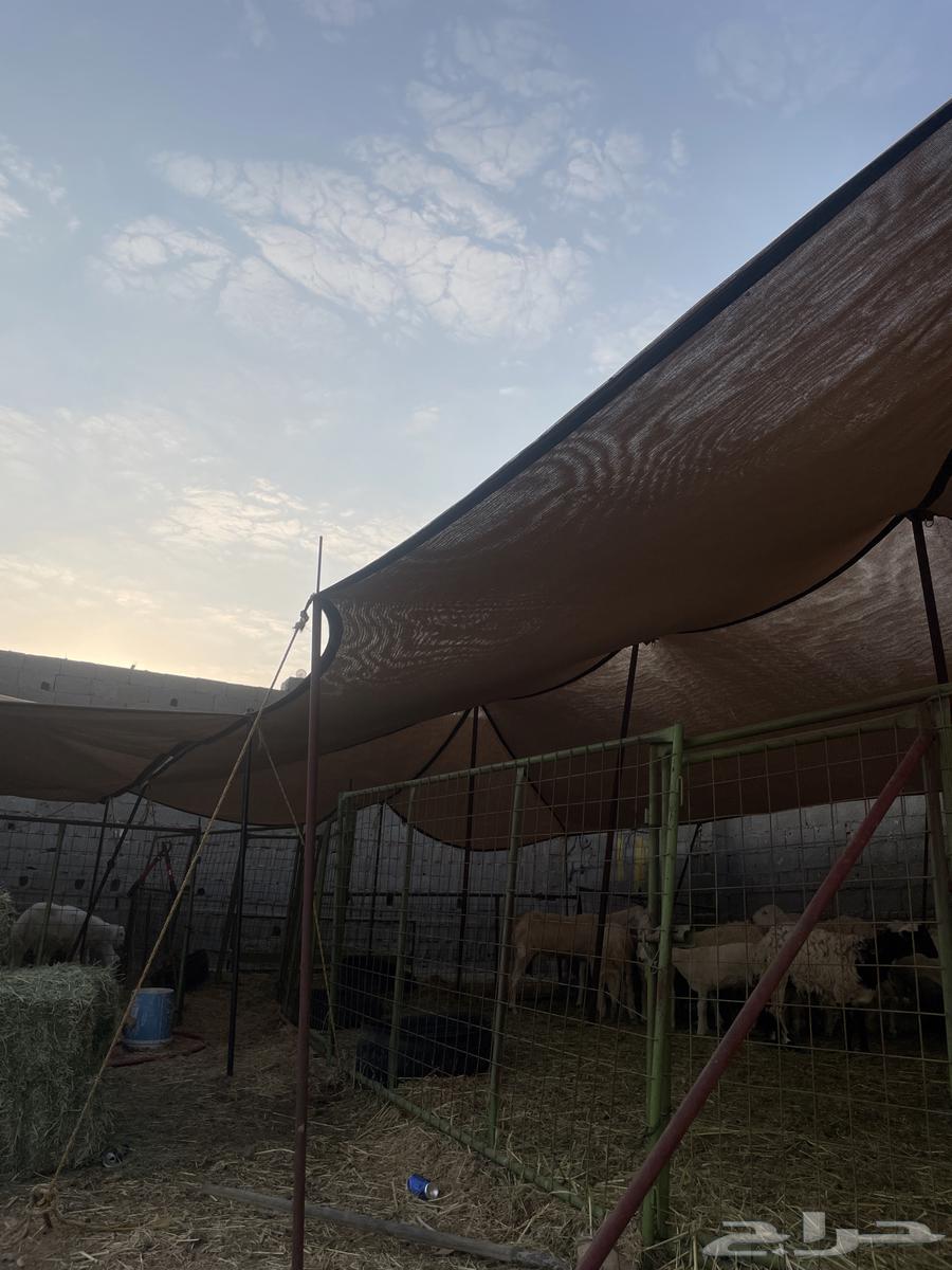 شبوك اغنام جاهزه للايجار شمال جده على طريق عسفان64240460105986111