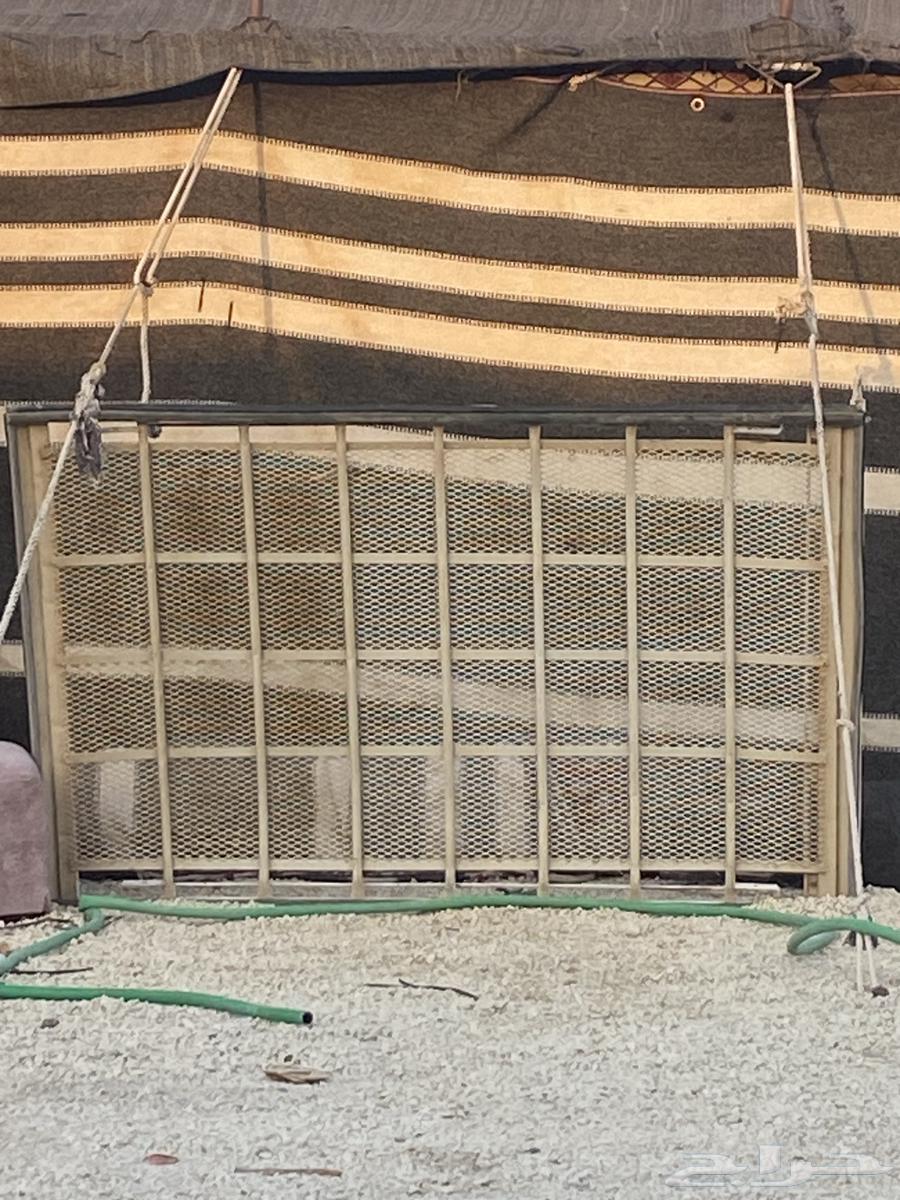 Strong iron forget-me-not 2006 net or basket above the tray64241486024067110