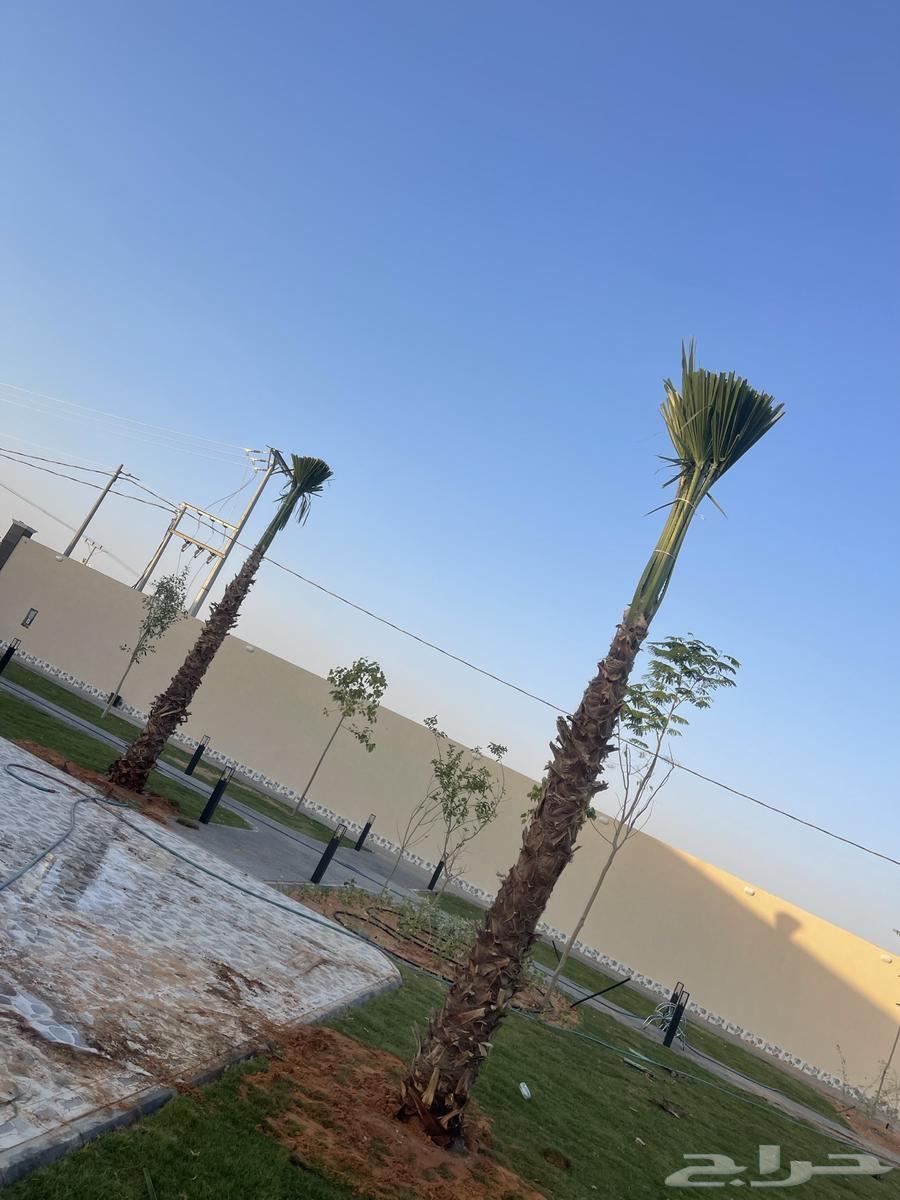 نخيل واشنطن للبيع بجميع انوواع المقاسات64241844078723114