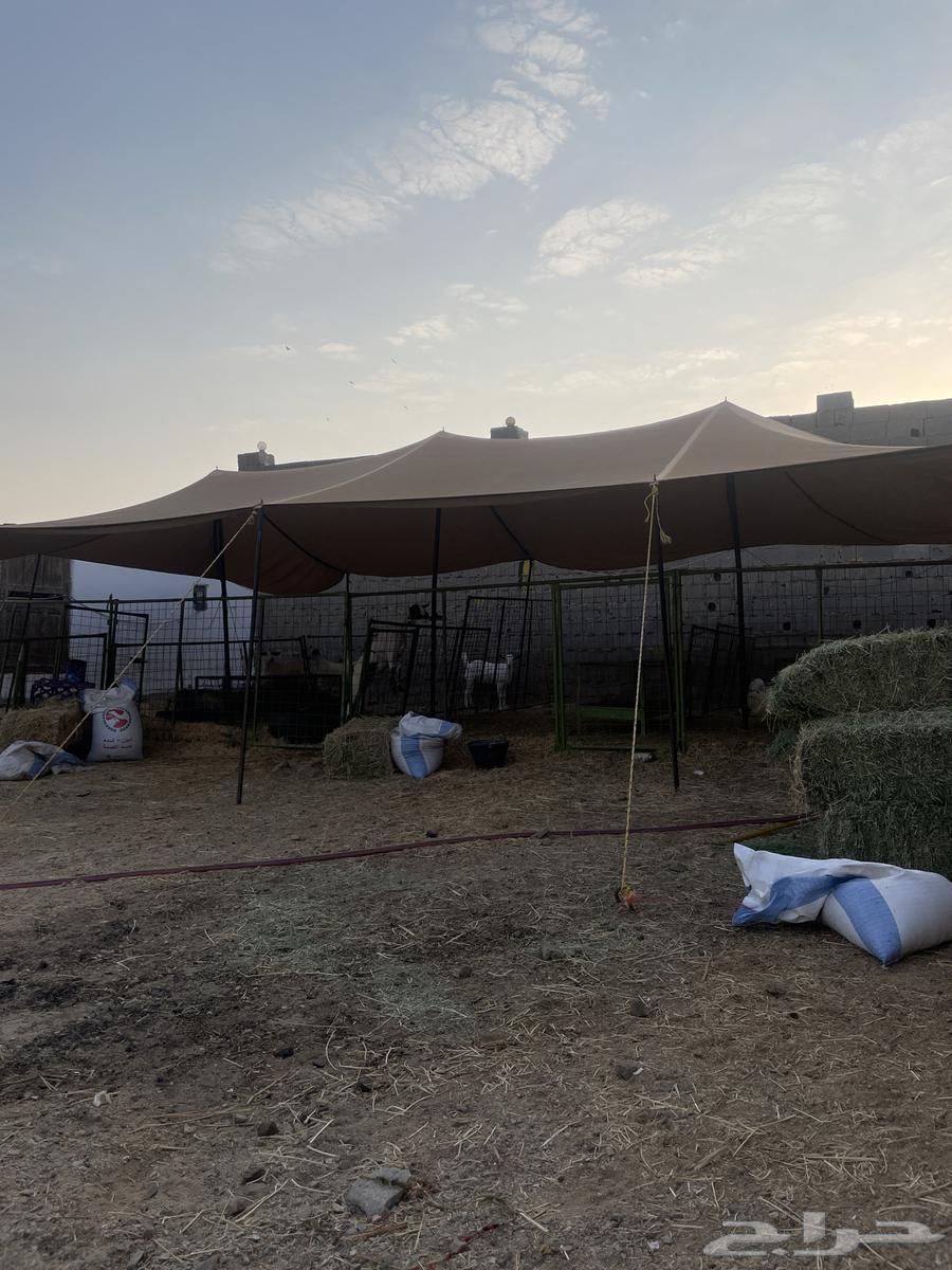 شبوك اغنام جاهزه للايجار شمال جده على طريق عسفان64240460105986110