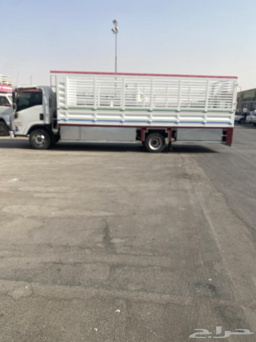 دينا دنه سوبر جامبو 6متر10 شاص طوويل64241653053441113