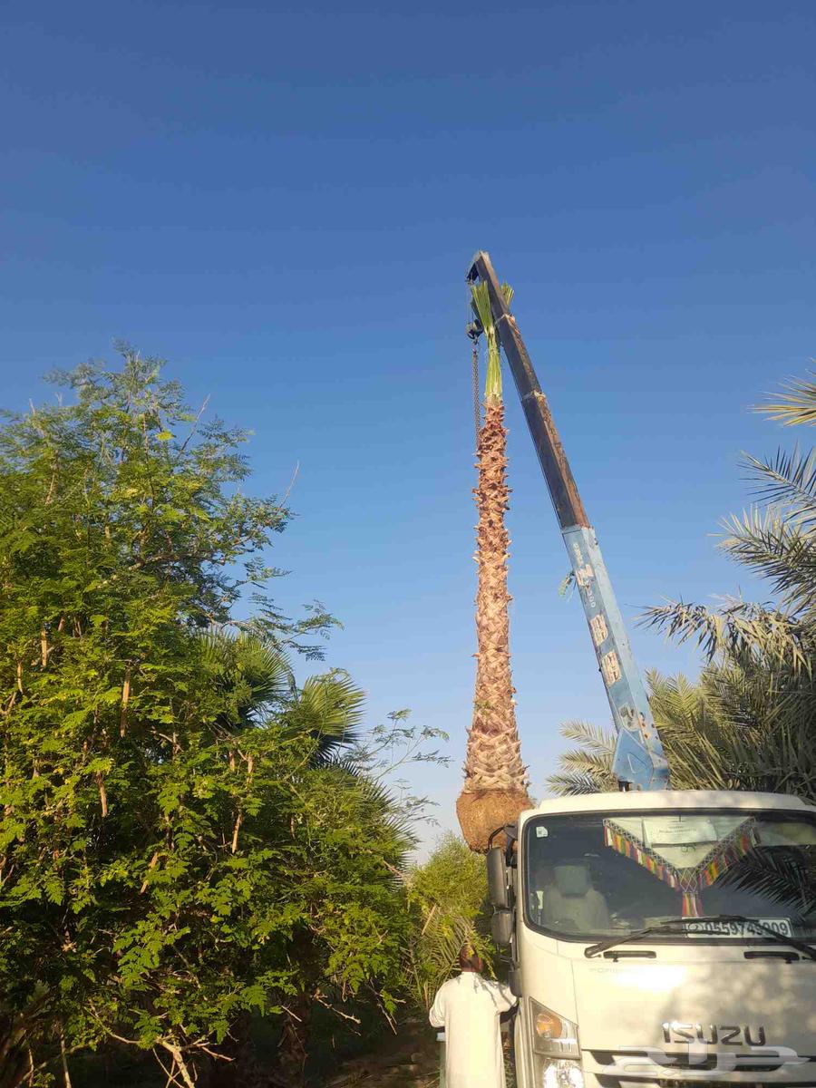 تركيب شبوك مزارع64241488573187112