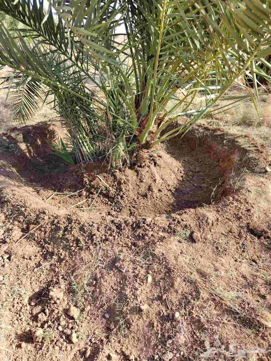 Fattening and cleaning of chicks, incubation of chicken eggs, and planting of palm trees64241847151873113