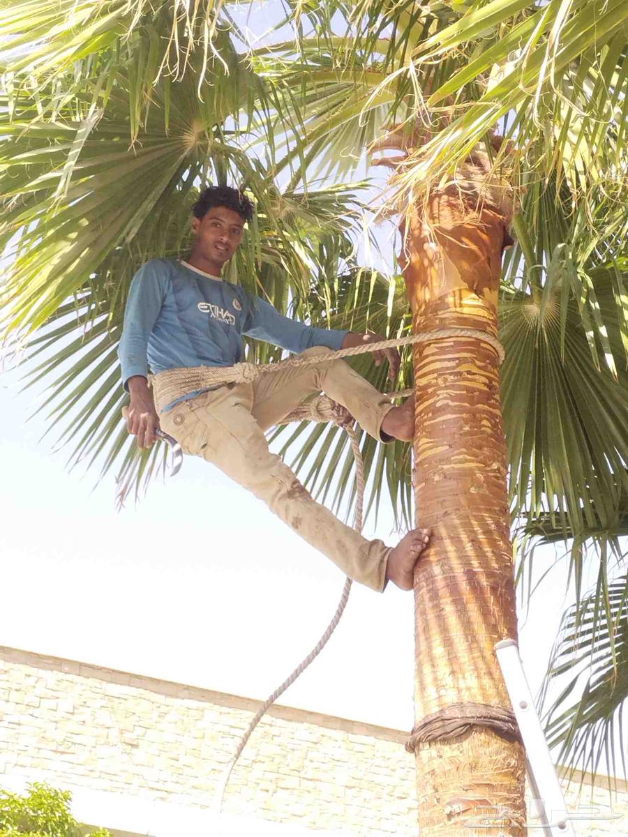 تكريب وتنظيف وشذاب نخل العربي ولواشنطني وتغيير تربه64241320443907112