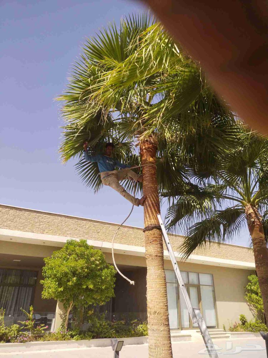 تكريب وتنظيف وشذاب نخل العربي ولواشنطني وتغيير تربه64241320443907111