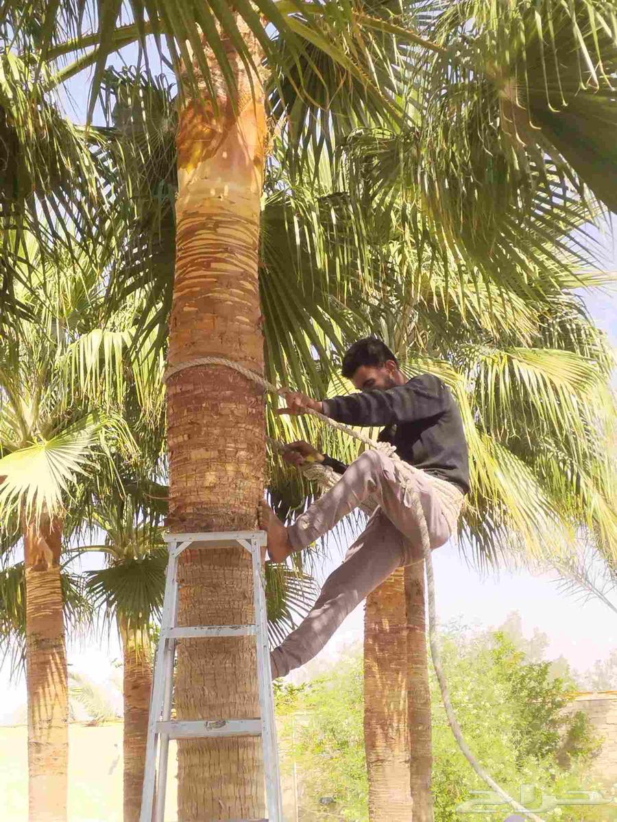 تكريب وتنظيف وشذاب نخل العربي ولواشنطني وتغيير تربه64241320443907113