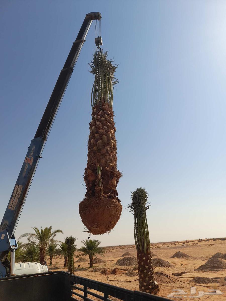 تركيب شبوك مزارع64241488573187113