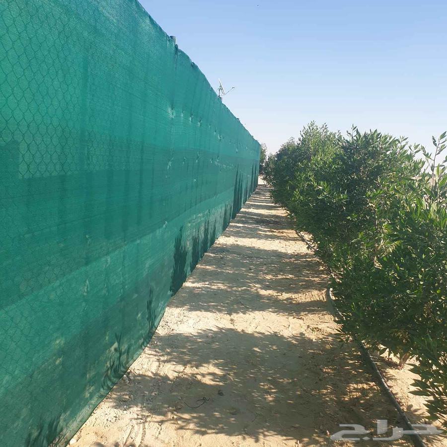 ابوعادل مقاول شبوك64244998640259114