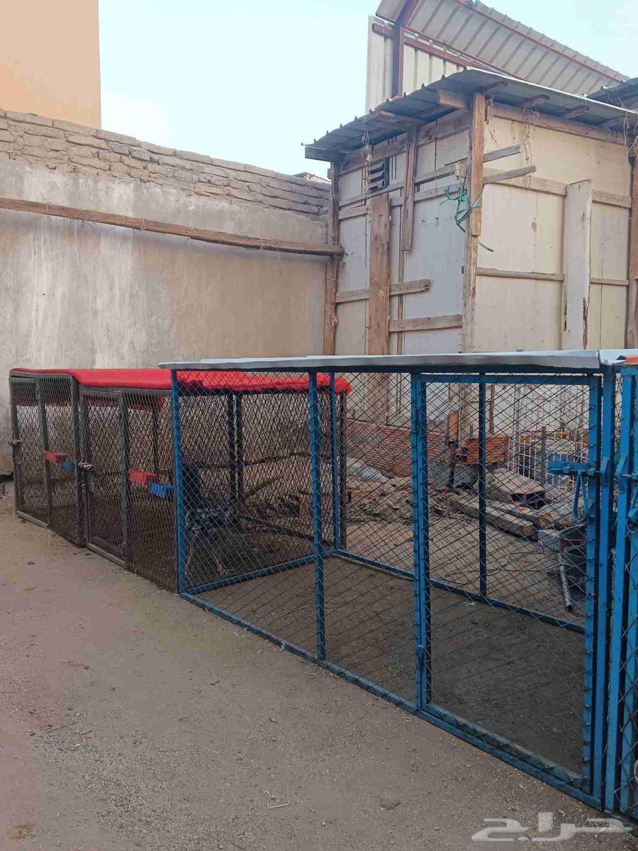 ثلاث شبوك للبيع نظيفه جدا64240786053122110