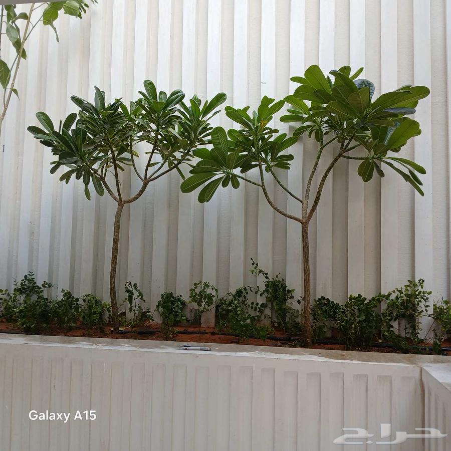 مشتل البستان تنسيق حدائق64244834534914112