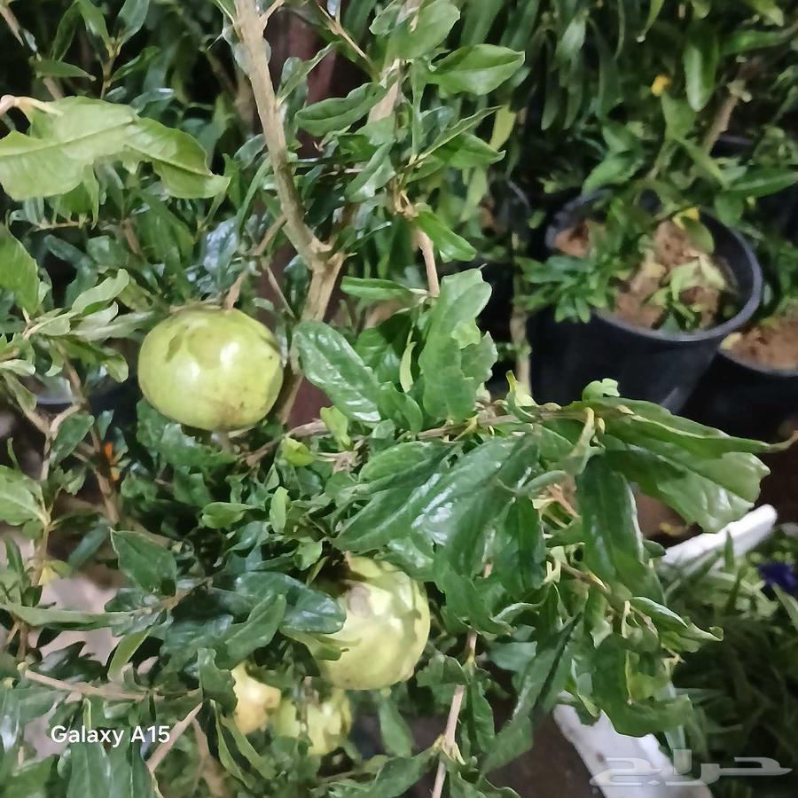 مشتل البستان تنسيق حدائق64244834534914111