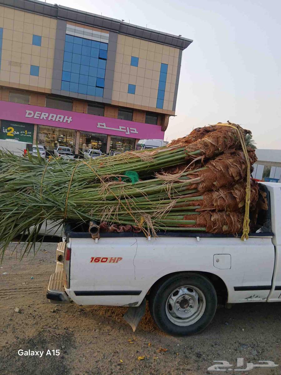 يوجد لدينا جميعا أنوع النخيل المثمر عربي واشنطن64240460129154113