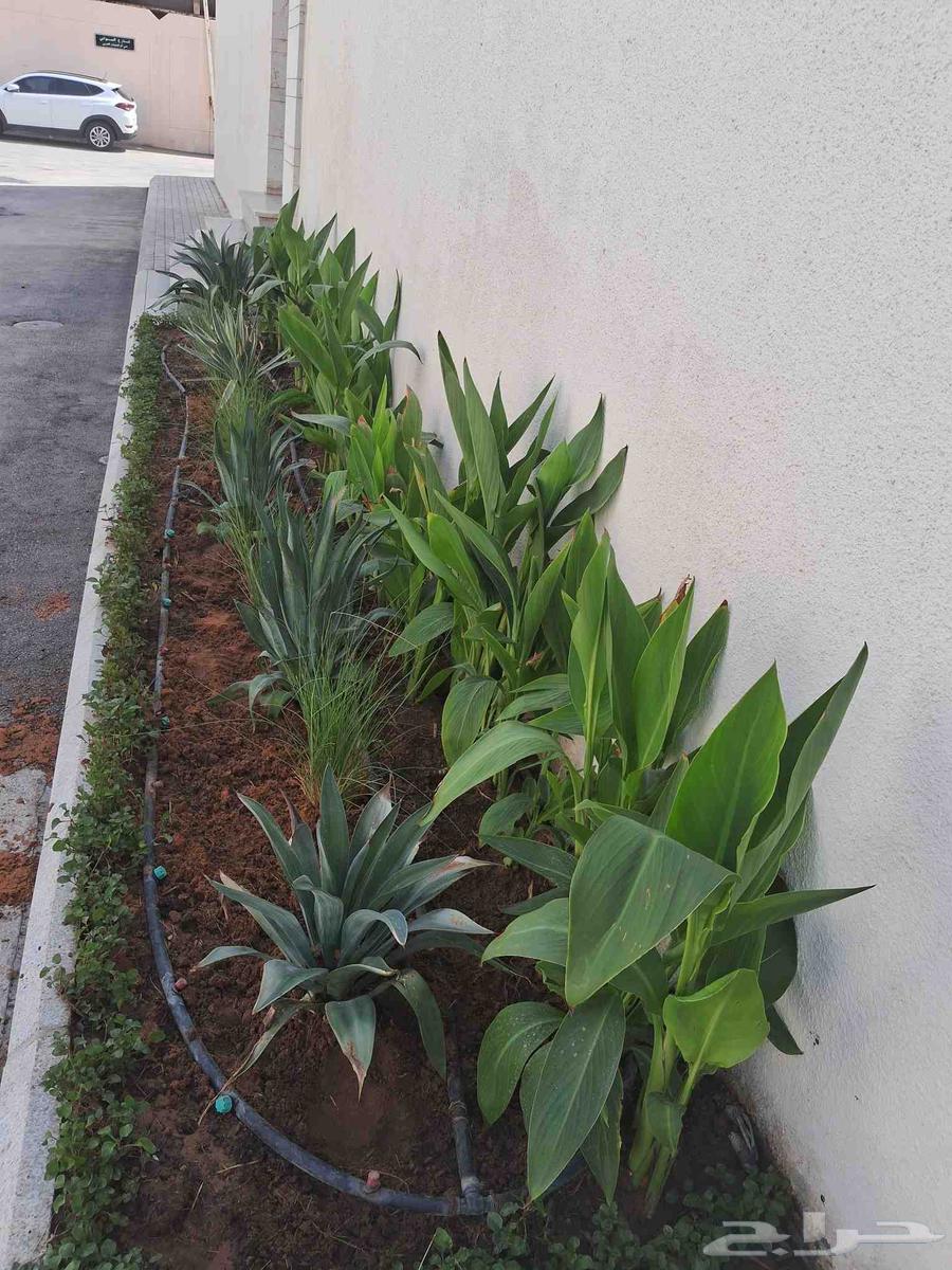 مشتل تنسيق الحدائق ابو عوض الله64240625489921113