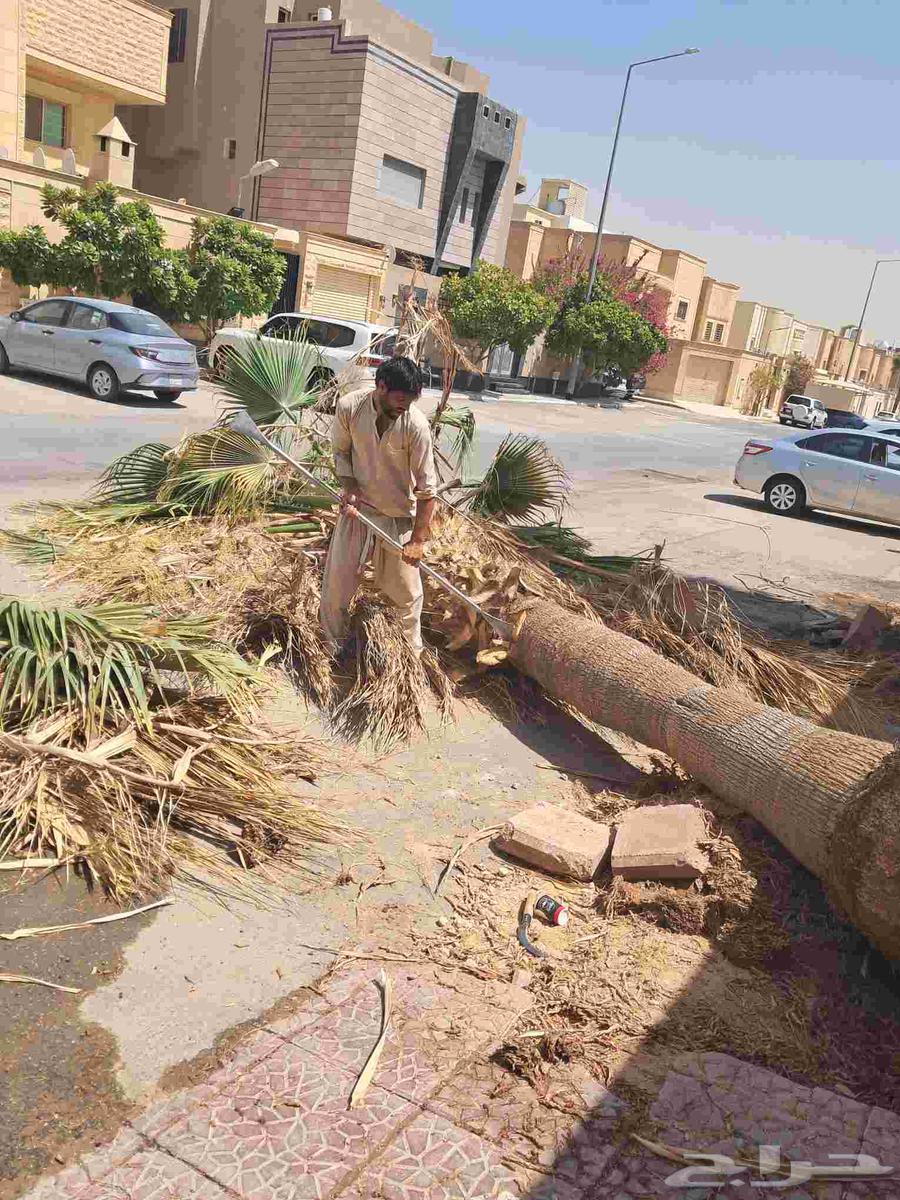 قص شجر أزاله شجر تقطيع شجر قشع نخل غرس نخل جث نخل رافعه نقل64241653445123112