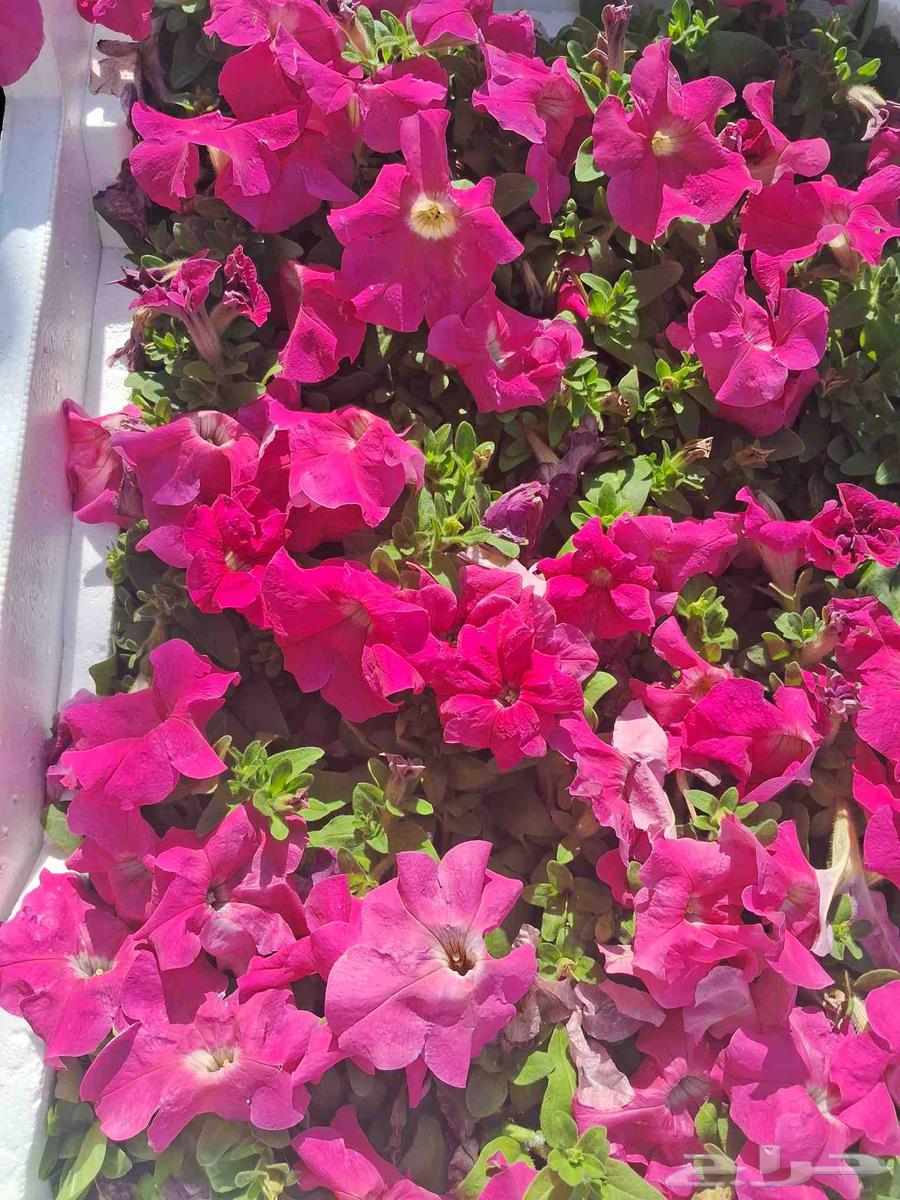 مشتل تنسيق الحدائق ابو عوض الله64240625489921112