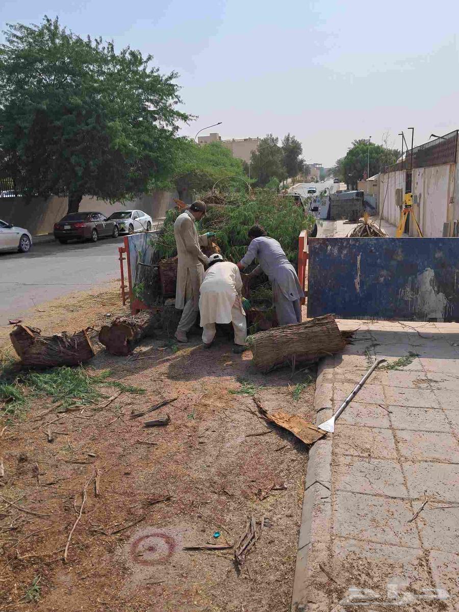 قص شجر أزاله شجر تقطيع شجر قشع نخل غرس نخل جث نخل رافعه نقل64241653445123113