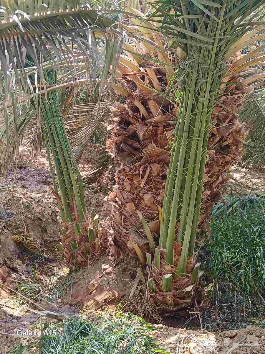 يوجد لدينا جميعا أنوع النخيل المثمر عربي واشنطن64240460129154112