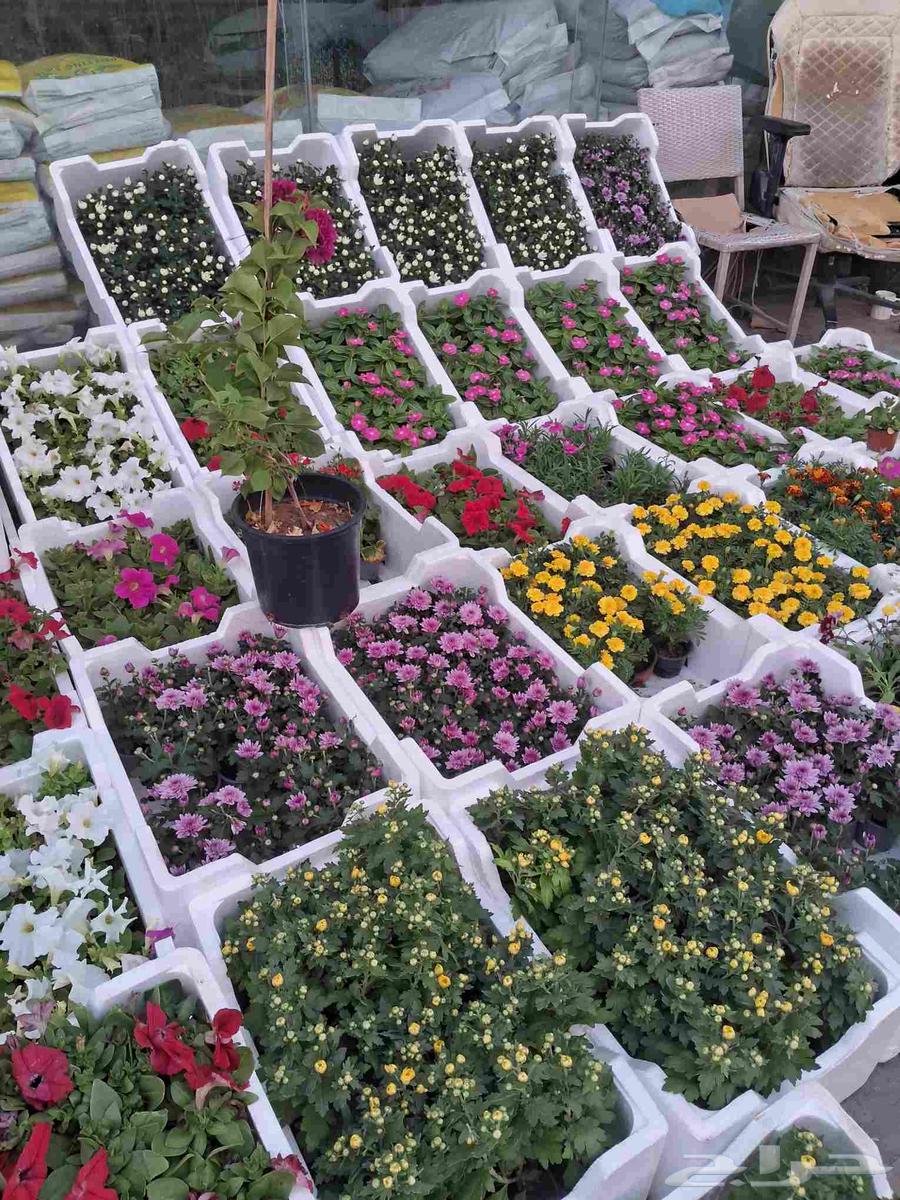 مشتل تنسيق الحدائق ابو عوض الله64240625489921114