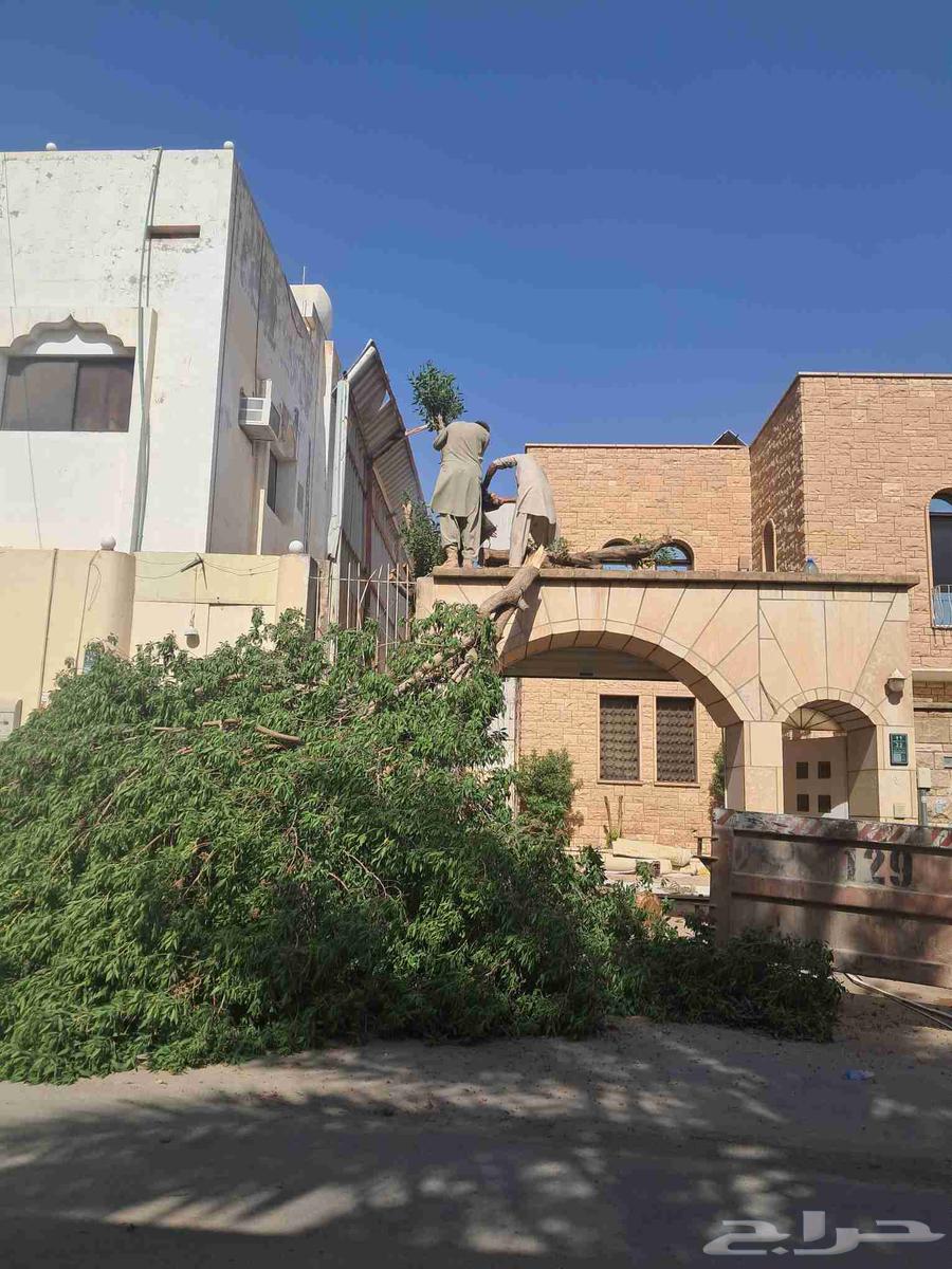 قص شجر أزاله شجر تقطيع شجر قشع نخل غرس نخل جث نخل رافعه نقل64241653445123110