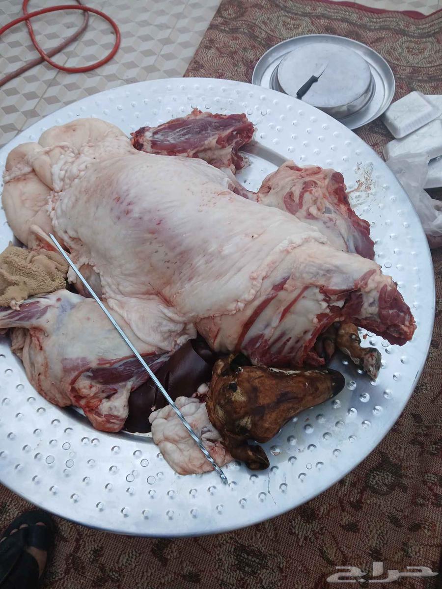 طباخ ذبايح وحاشي طباخ متنقل للحفلات ولمنسبات والاستراحات64240299296257110