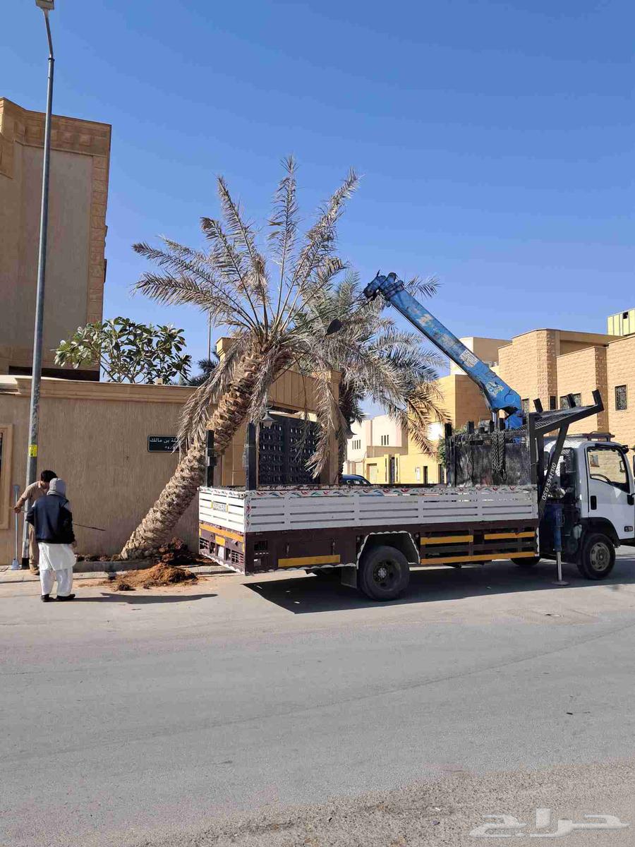 قص شجر أزاله شجر تقطيع شجر قشع نخل غرس نخل جث نخل رافعه نقل64241653445123114