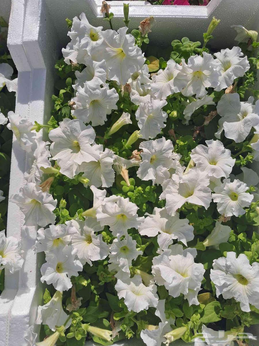 مشتل تنسيق الحدائق ابو عوض الله64240625489921111