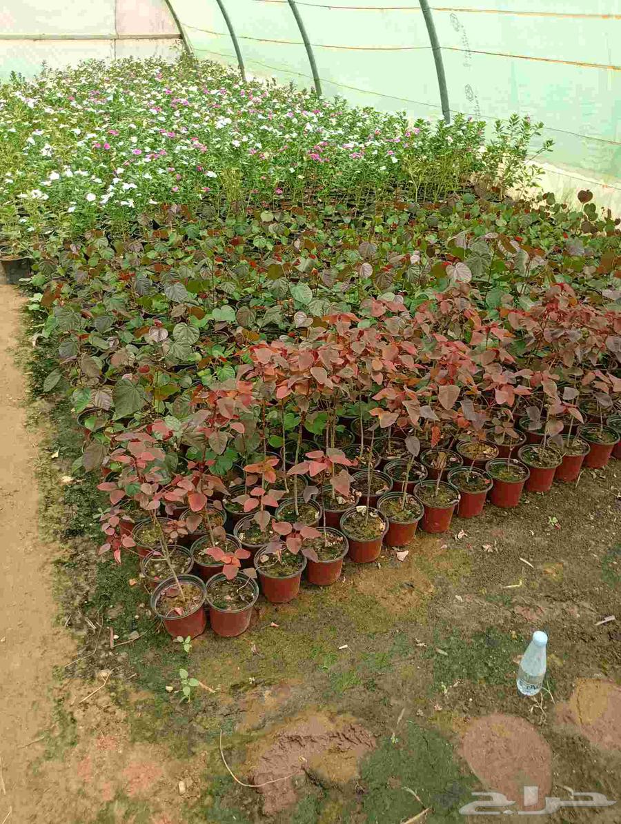 مشتل ابو وليد64244831708163114