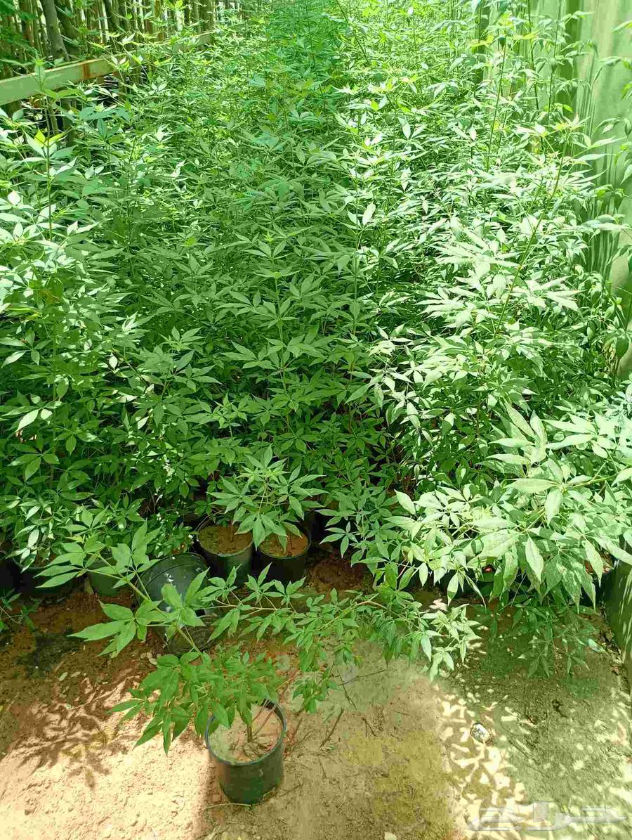 مشتل ابو وليد64244831708163113