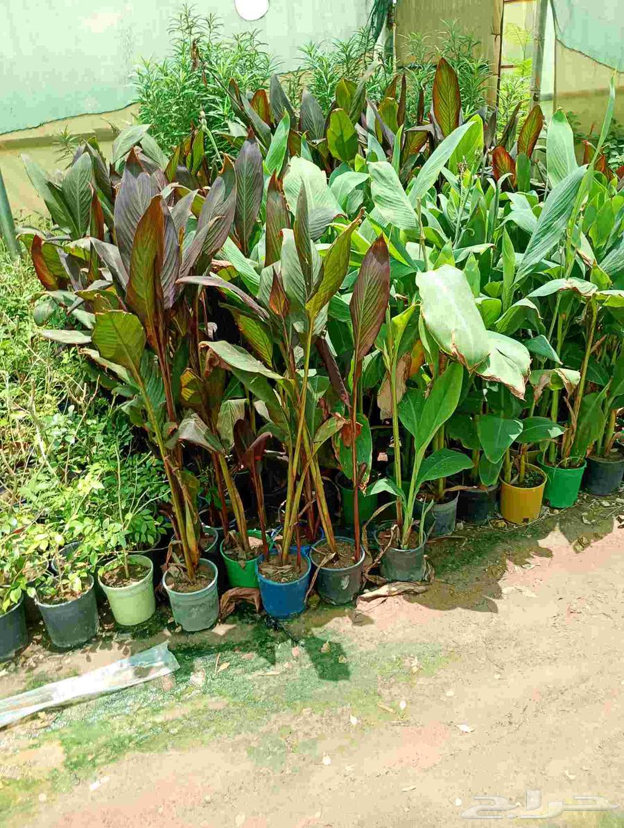 مشتل ابو وليد64244831708163112