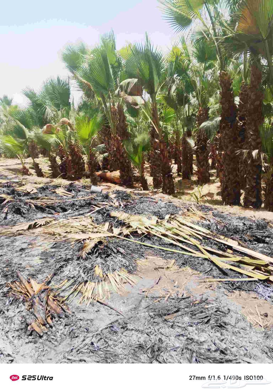 توريدنخيل ومقاول شبوك64241847056641110