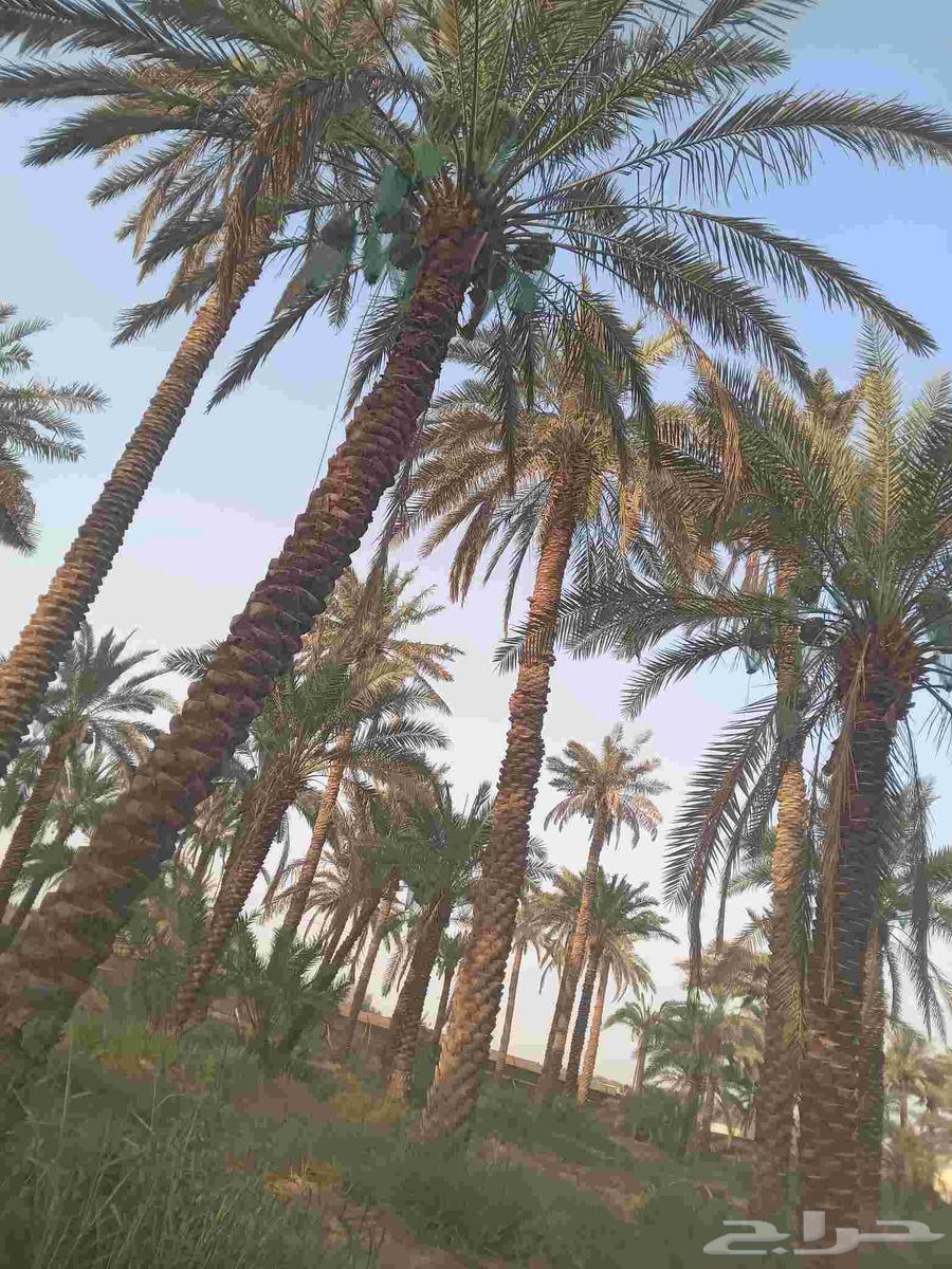 يوجد لدينا نخل عربي واشنطني وكذلك شبوك مزارع وجريد64244670096643113