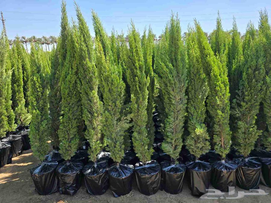 Date_palm_and_tree_planting64240786165763114