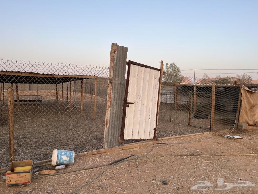 Shbouk and Shinko64241486841345111