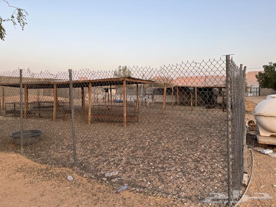 Shbouk and Shinko64241486841345110