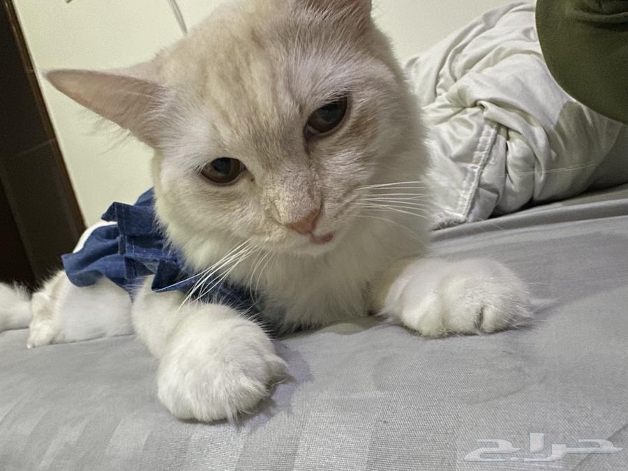 قطط للتبني64244669379842113