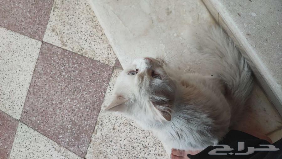 قطة للتبني64240459881089114