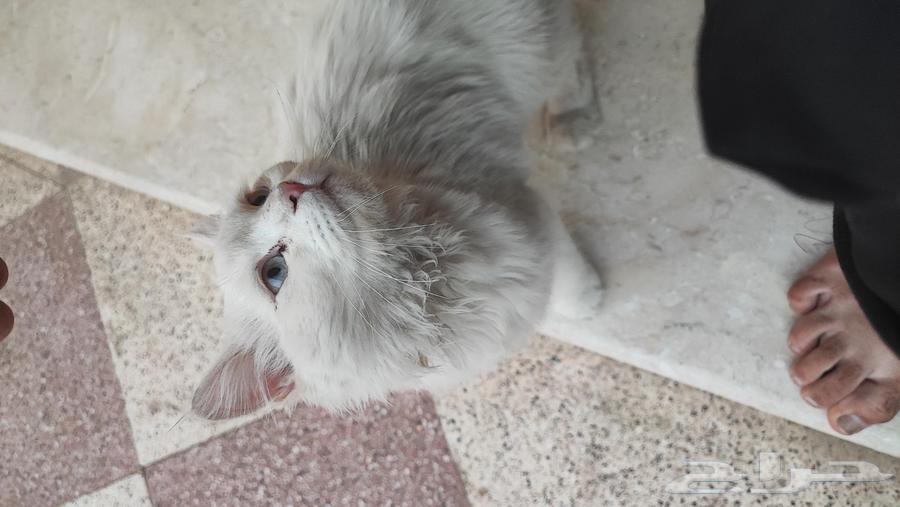 قطة للتبني64240459881089111