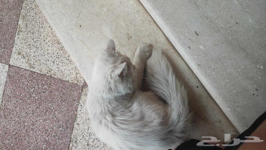 قطة للتبني64240459881089113