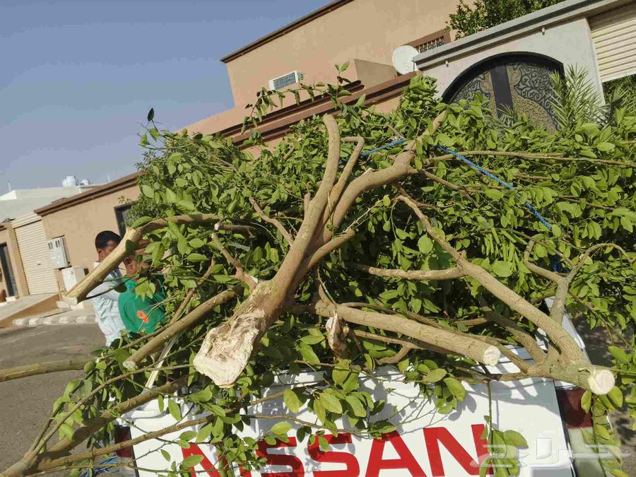 Cutting palm trees and all types of trees, including hardwood trees64240299108483112