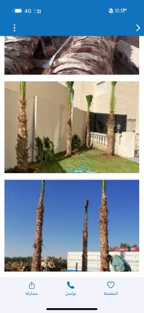 نخل للبيع64240627508226113