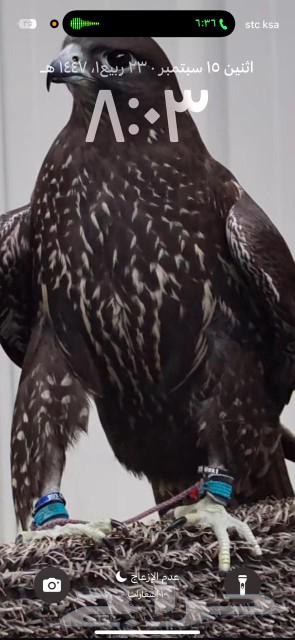 توصيل طيور مع صقارين الي جميع أنحاء المملكة64244669185282113